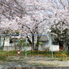 満開の桜を独り占め