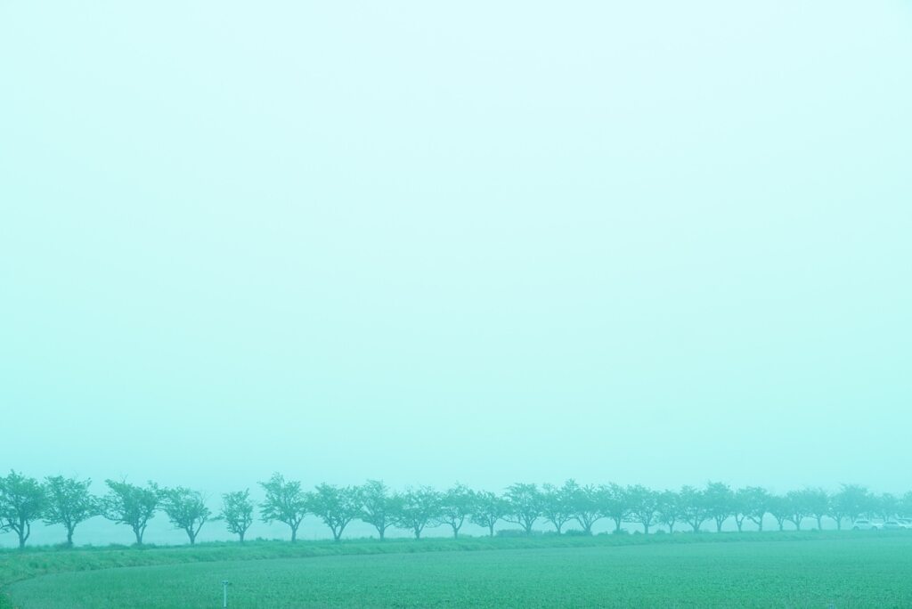 朝靄の並木道