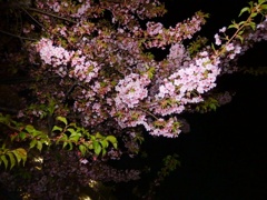 夜桜