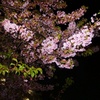 夜桜