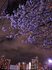 夜桜