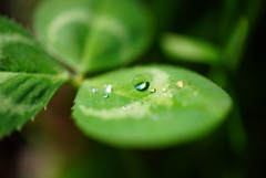 雨上がりの宝石