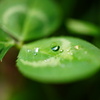 雨上がりの宝石
