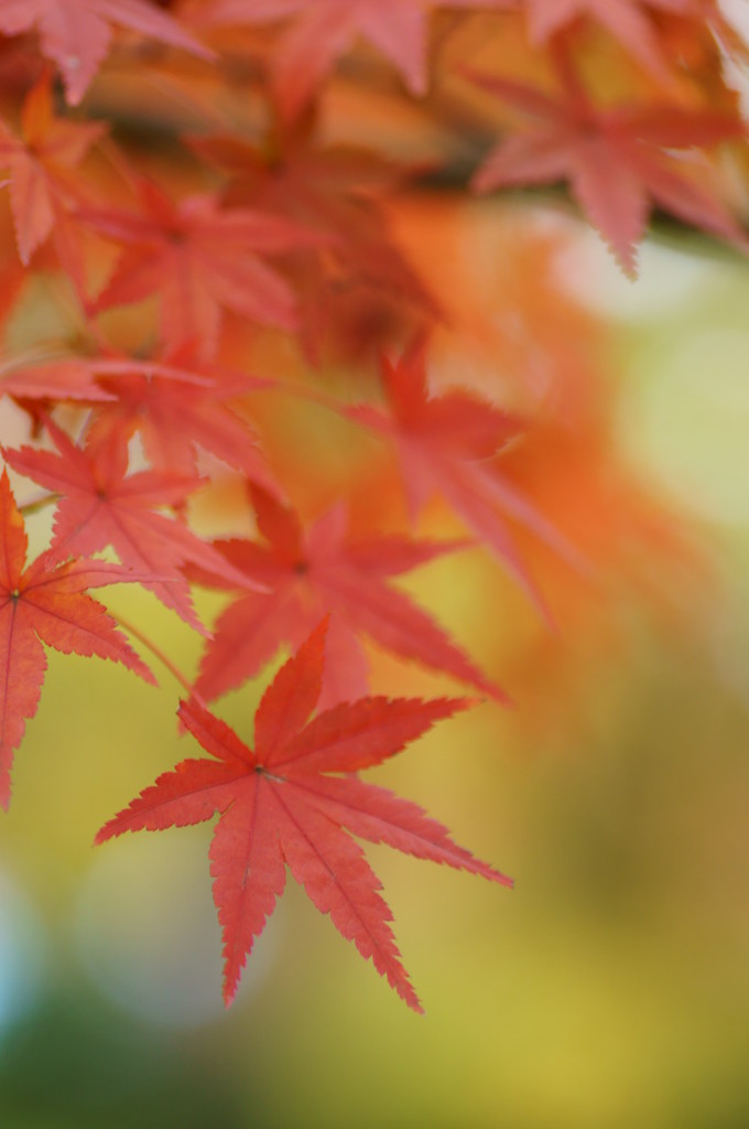 momiji