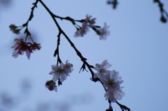 晩秋の桜