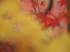 momiji　（Ⅲ）