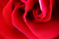 Rose　(red）