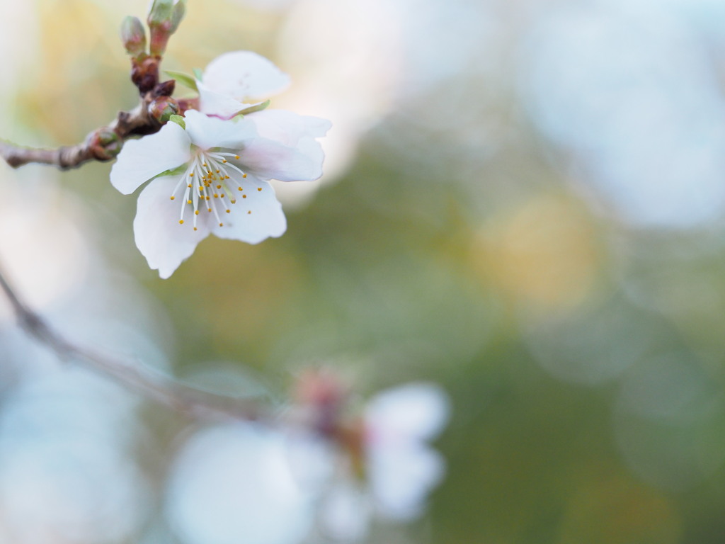 冬桜