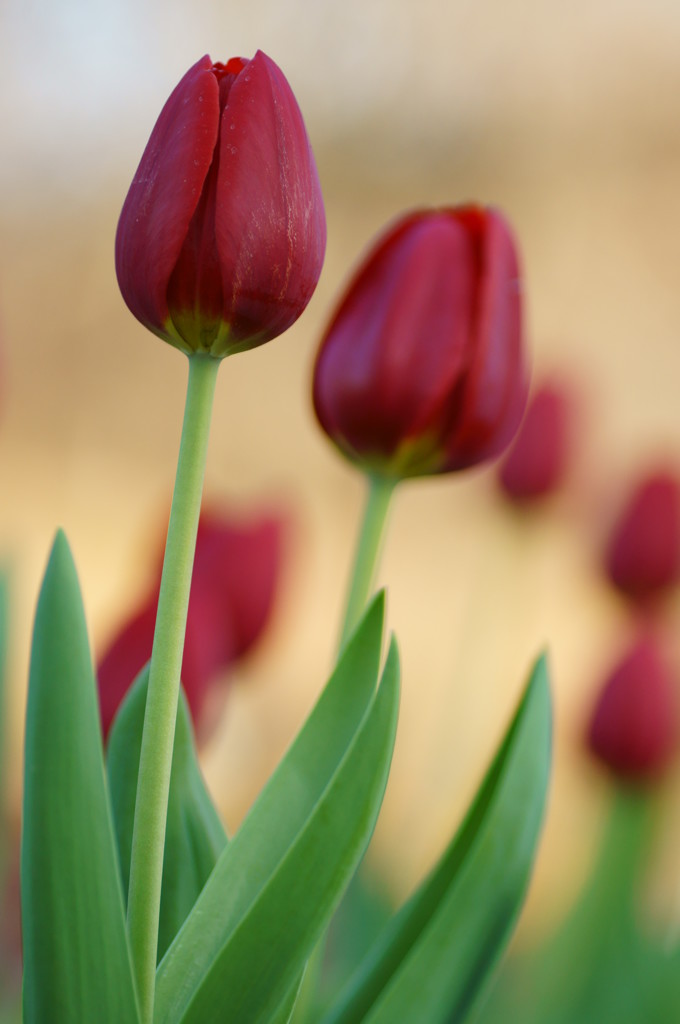 Ice　Tulip