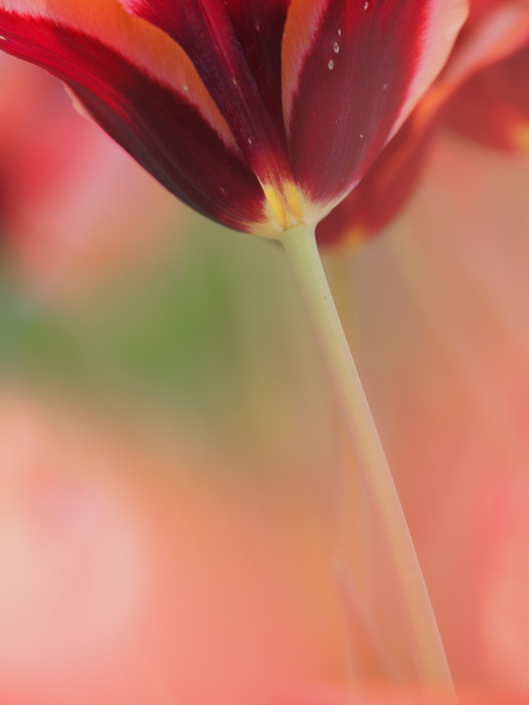tulip　1