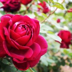 薔薇