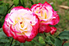 薔薇