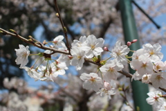 桜