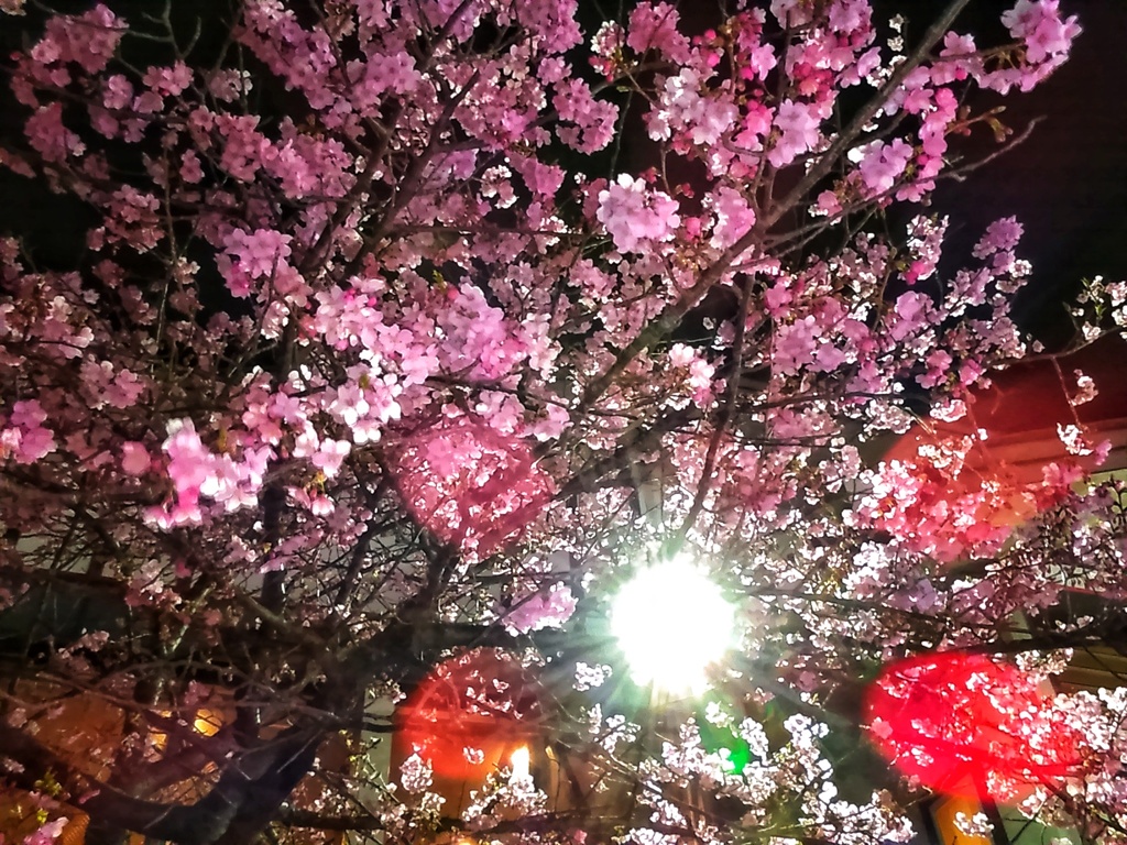 夜桜(１)