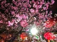 夜桜(１)