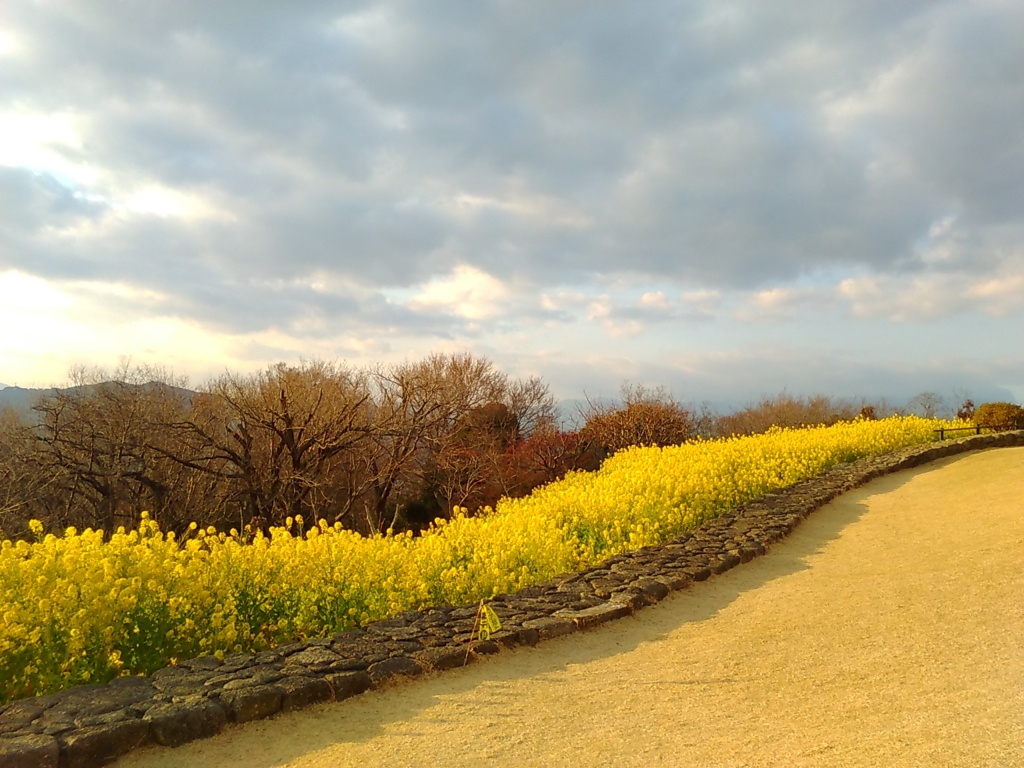 菜の花の道