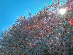 春めき桜(１)