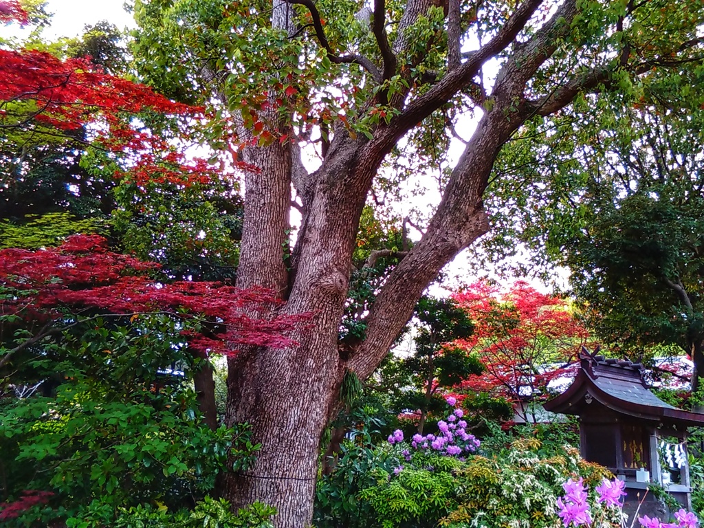 トトロの楠(１)