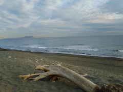 流木と海(２)