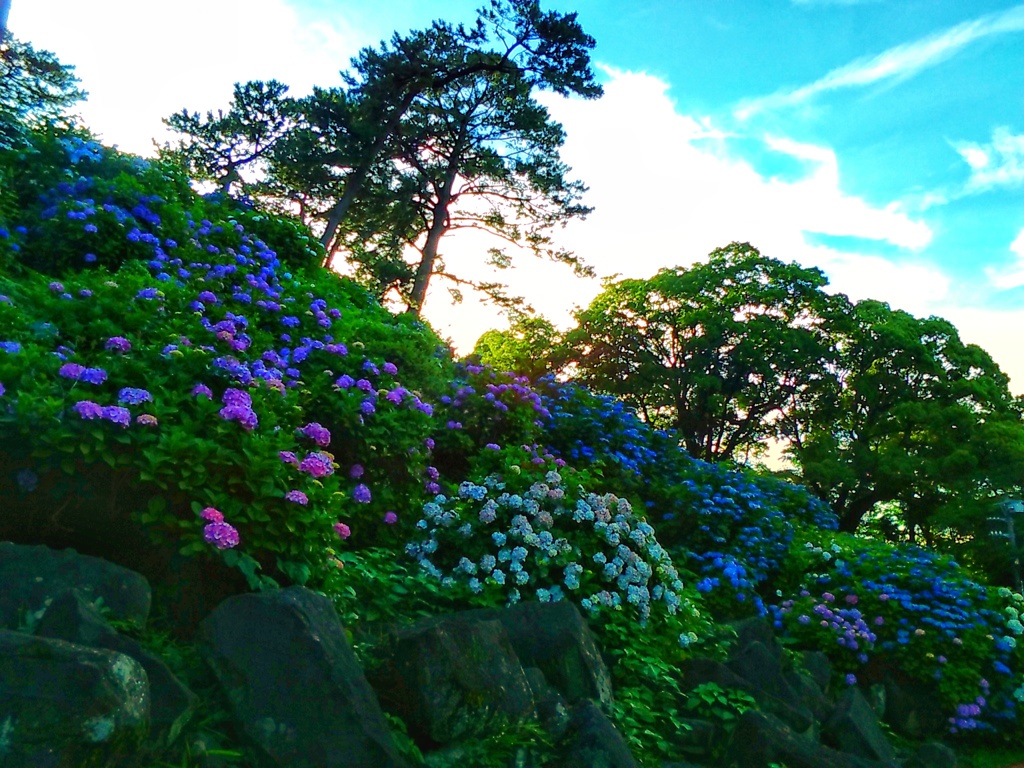 あじさい山(３週間後)１