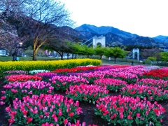 チューリップの庭園(１)
