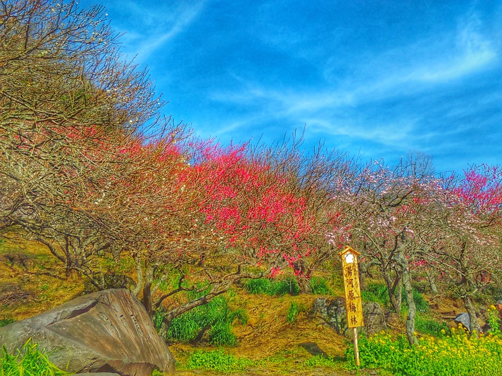 梅の山(２)