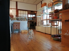cafe巡り（５）
