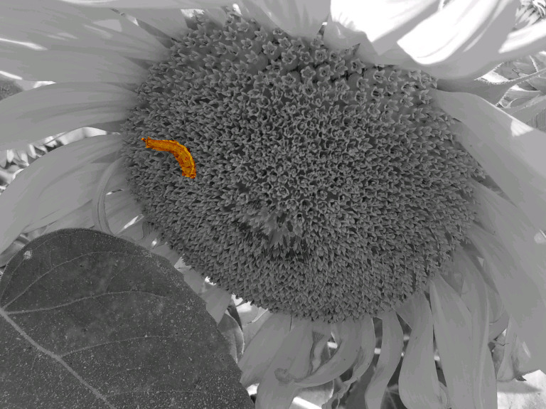 sunflower (３)