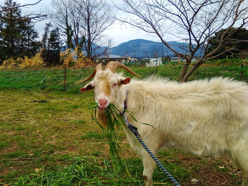 お食事中