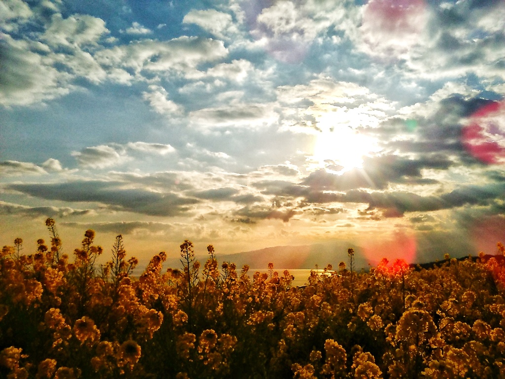菜の花山