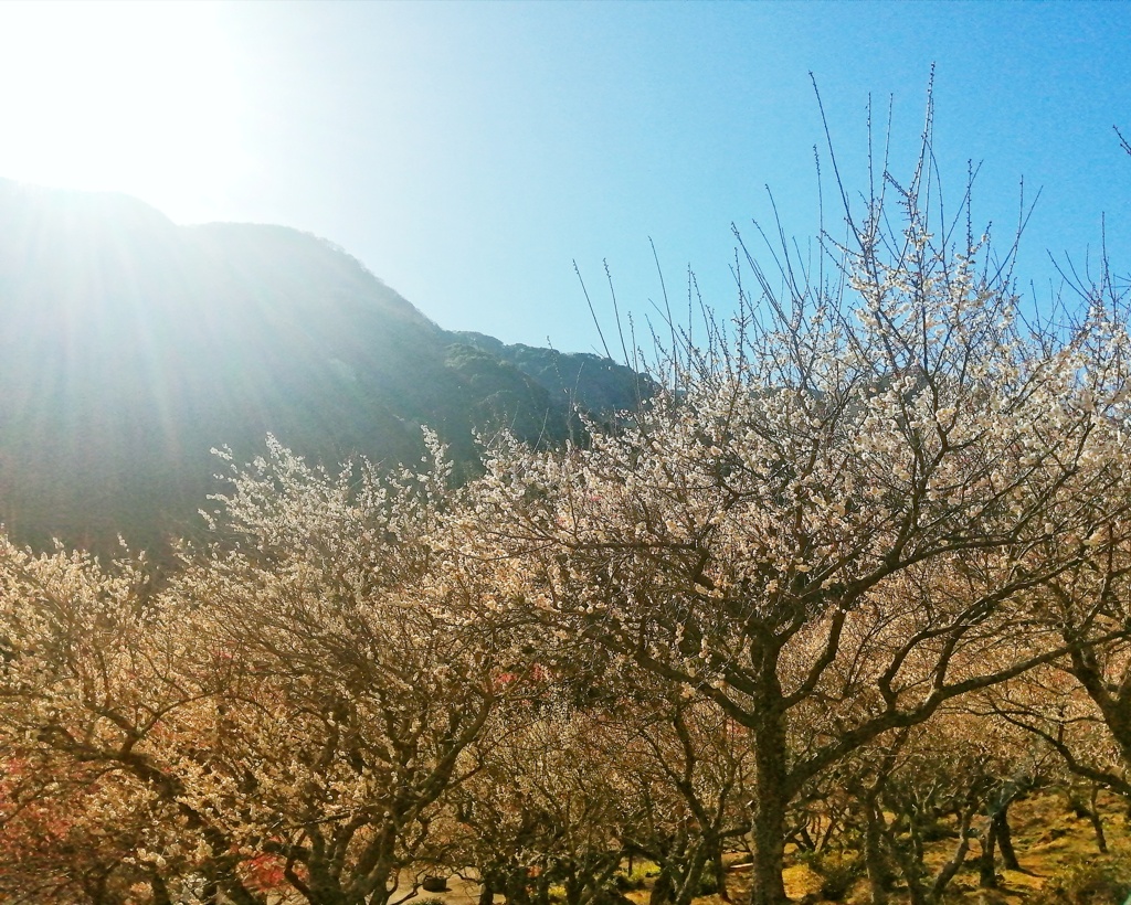 梅林公園（１）