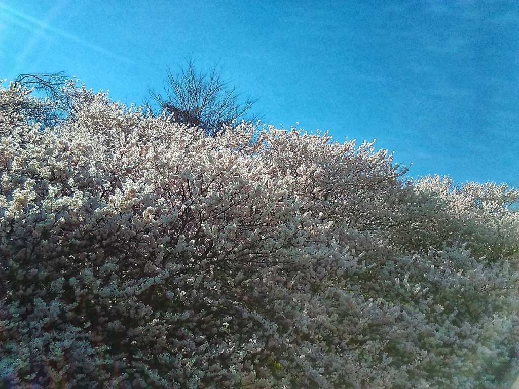 春めき桜(２)