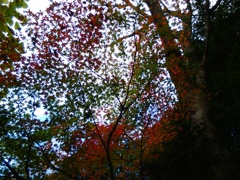 紅葉のカーテン