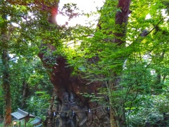 樹に宿る(３)