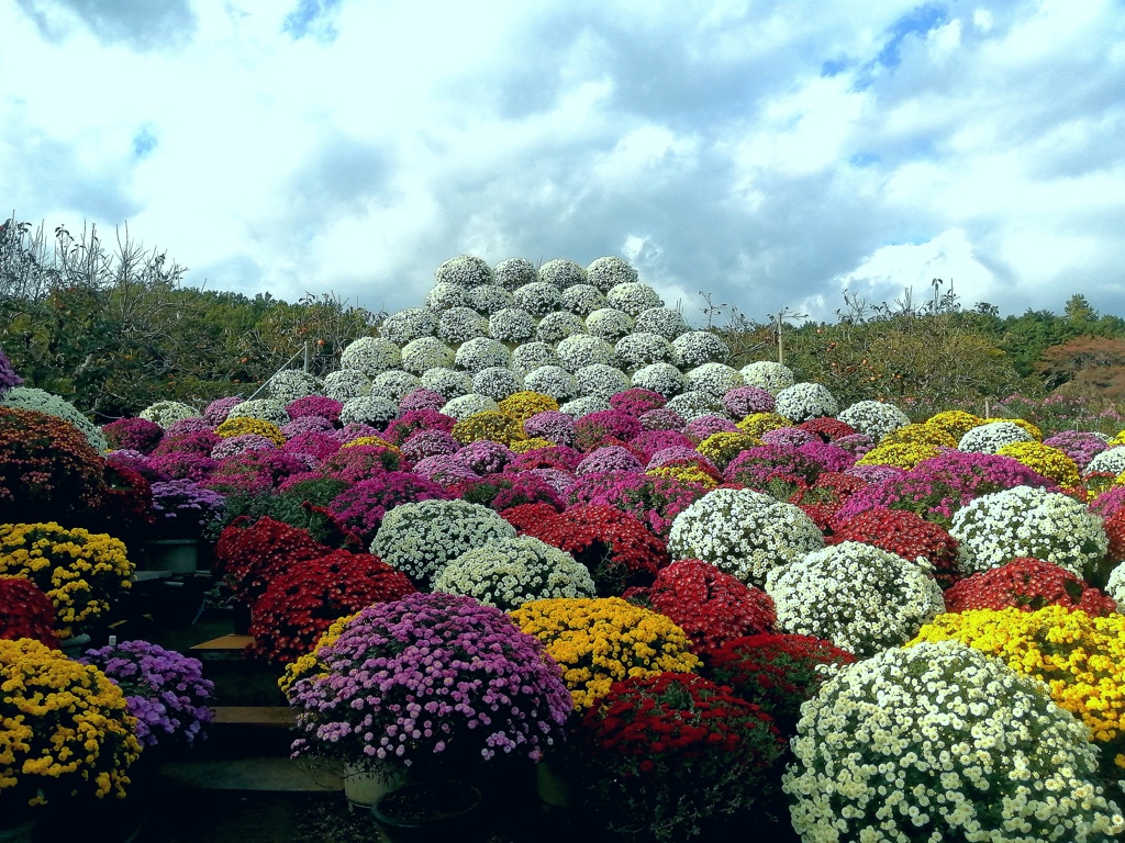 ざる菊富士山