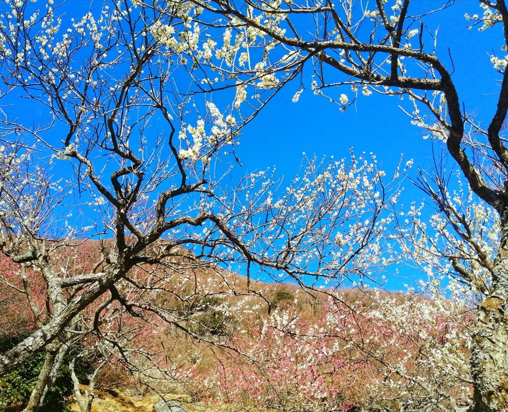 梅林公園（２）