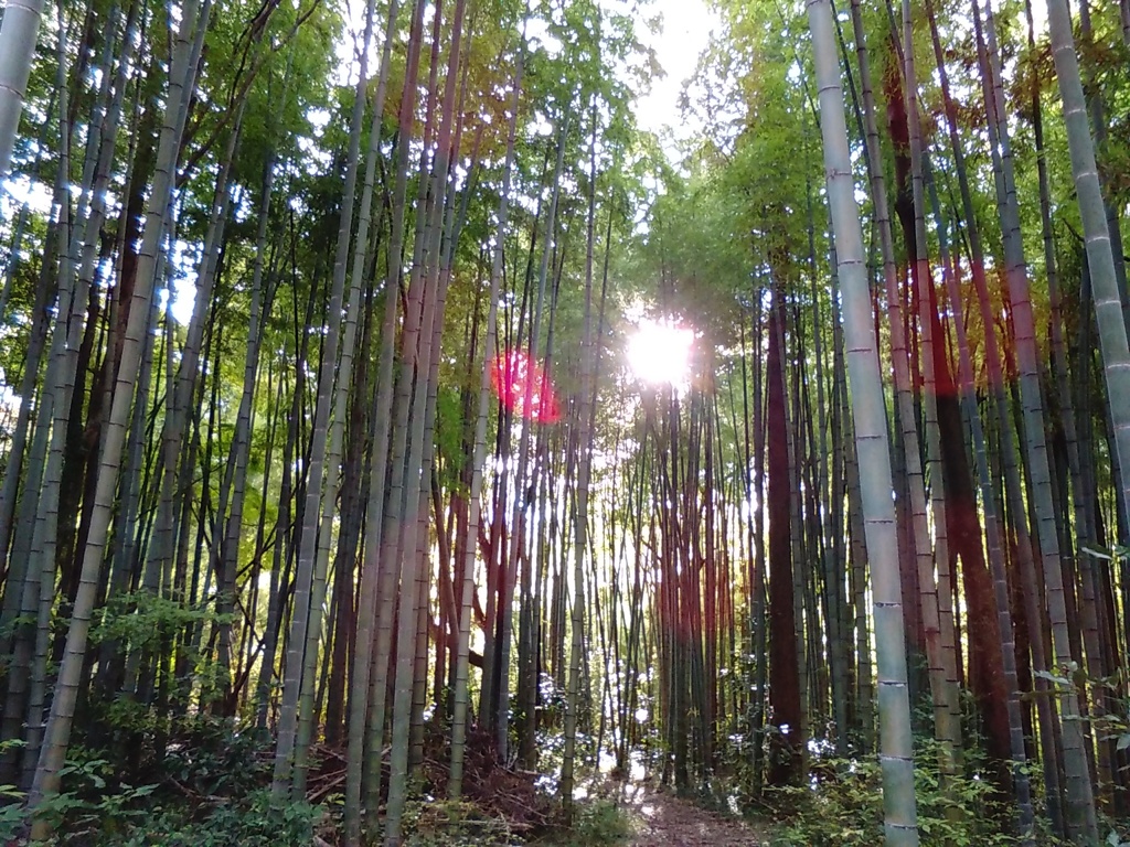 竹林の光