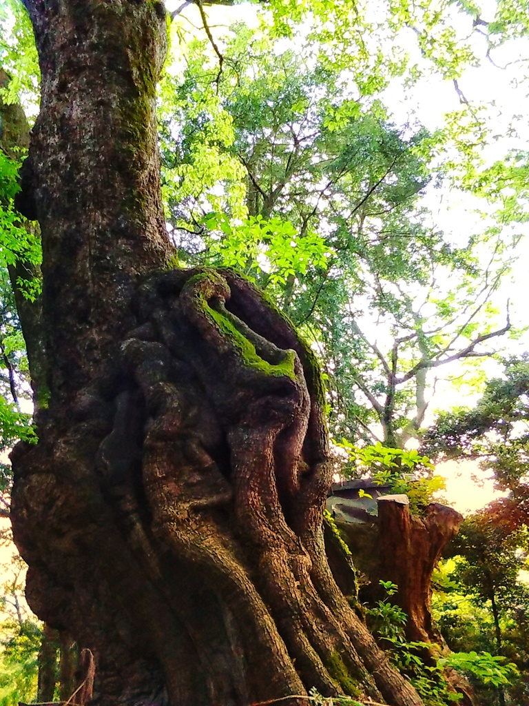樹に宿る(２)