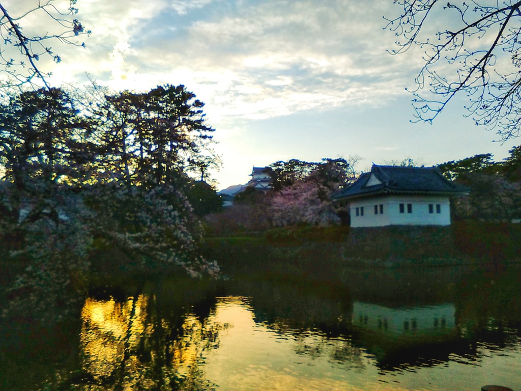 堀の桜(２)
