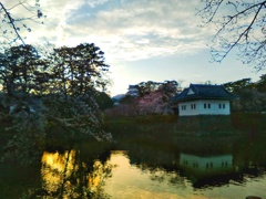 堀の桜(２)