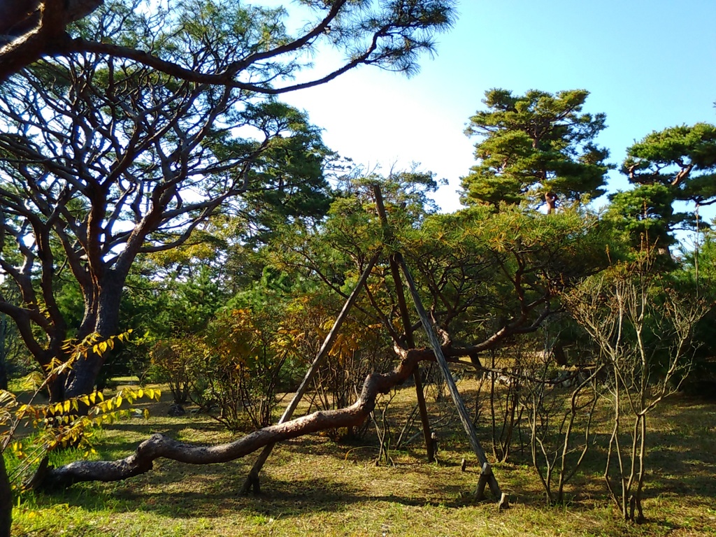 横たわる松