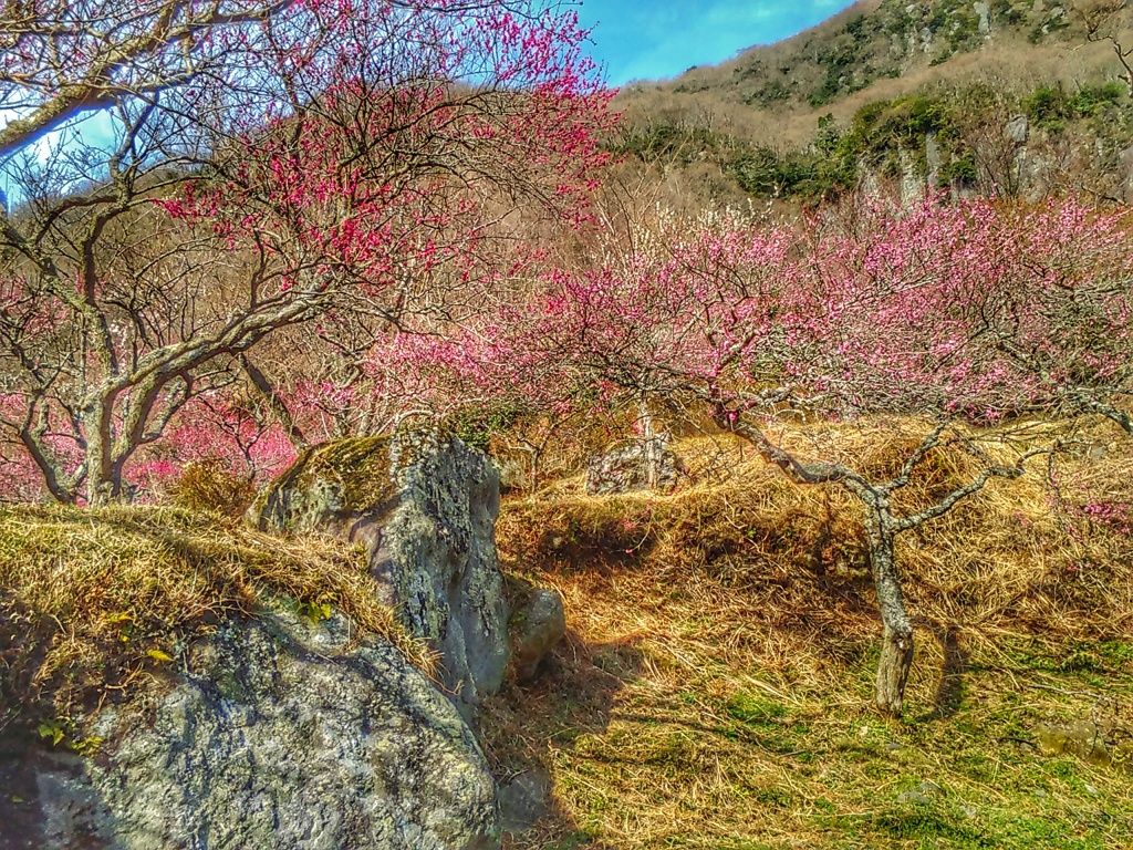 梅の山(５)
