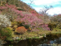 梅の山(３)
