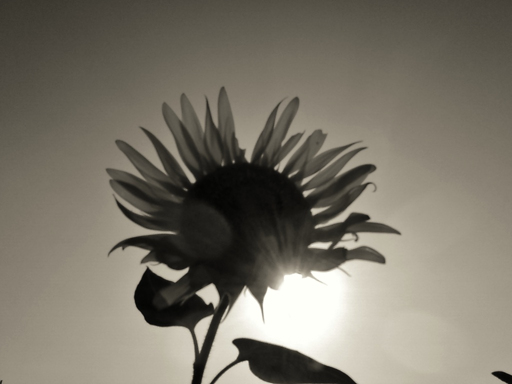 sunflower (２)