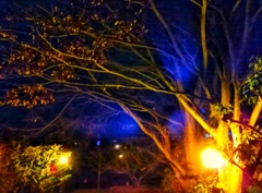夜の公園