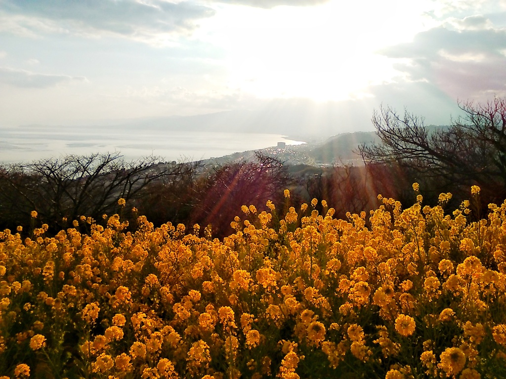 菜の花山・その２