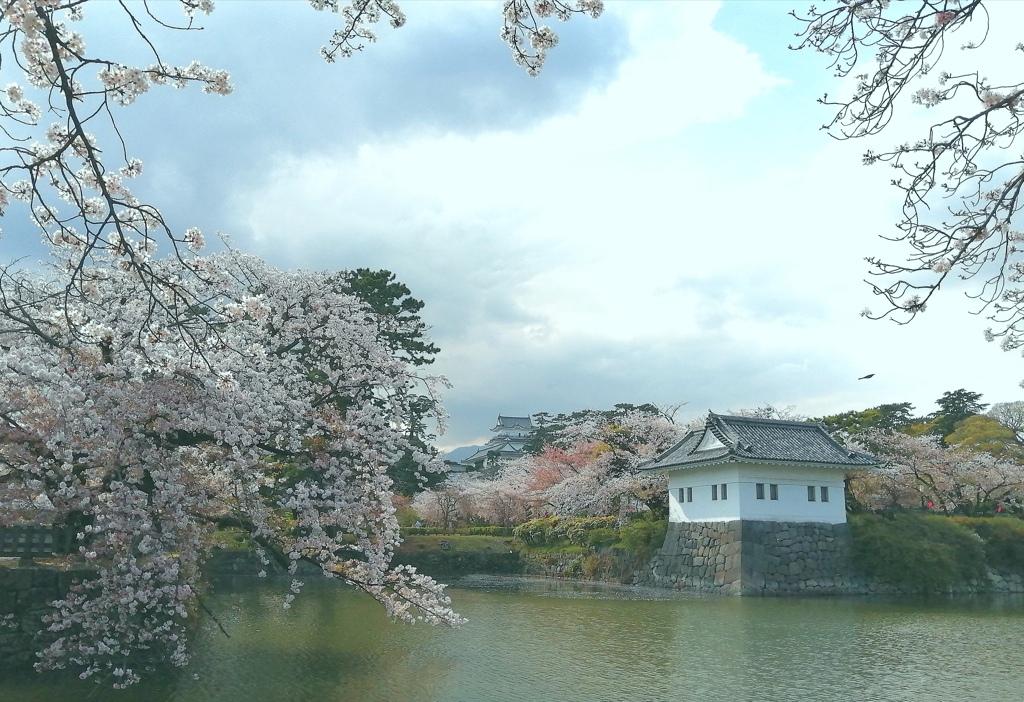 お堀の桜