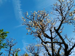 梅空(２)
