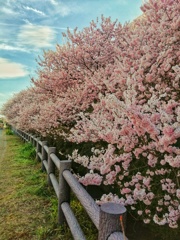 春めき桜（２）