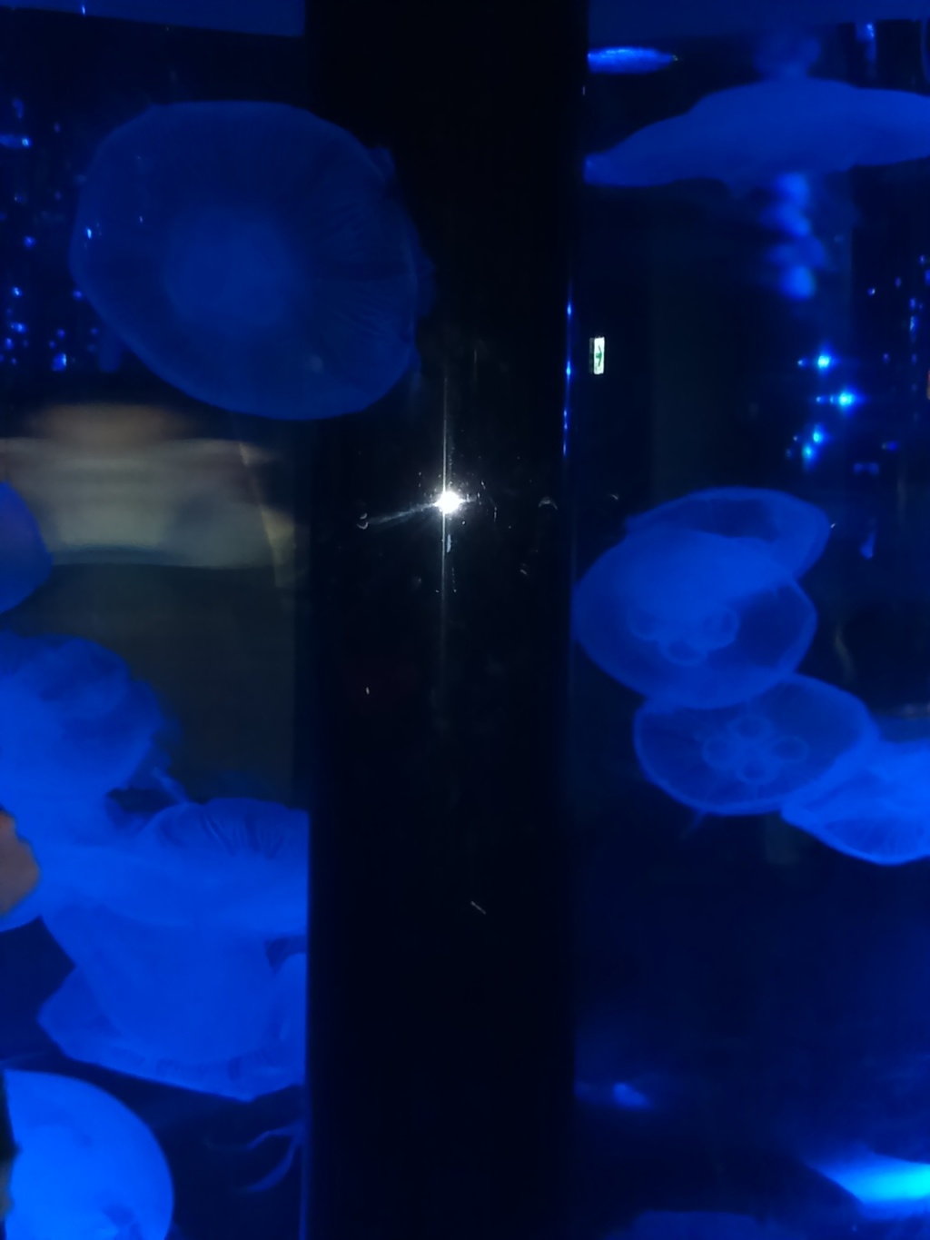 クラゲ宇宙